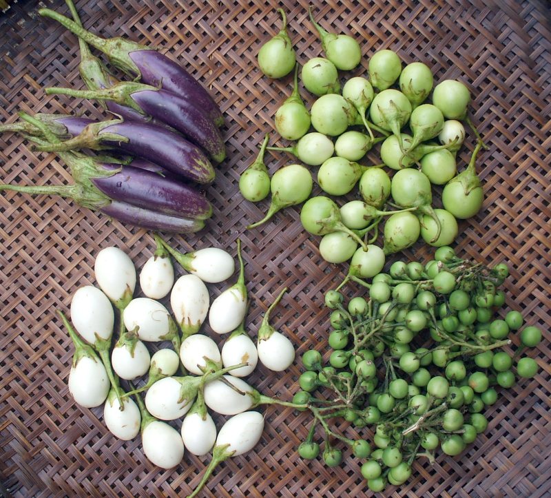 Small-Thai-eggplants