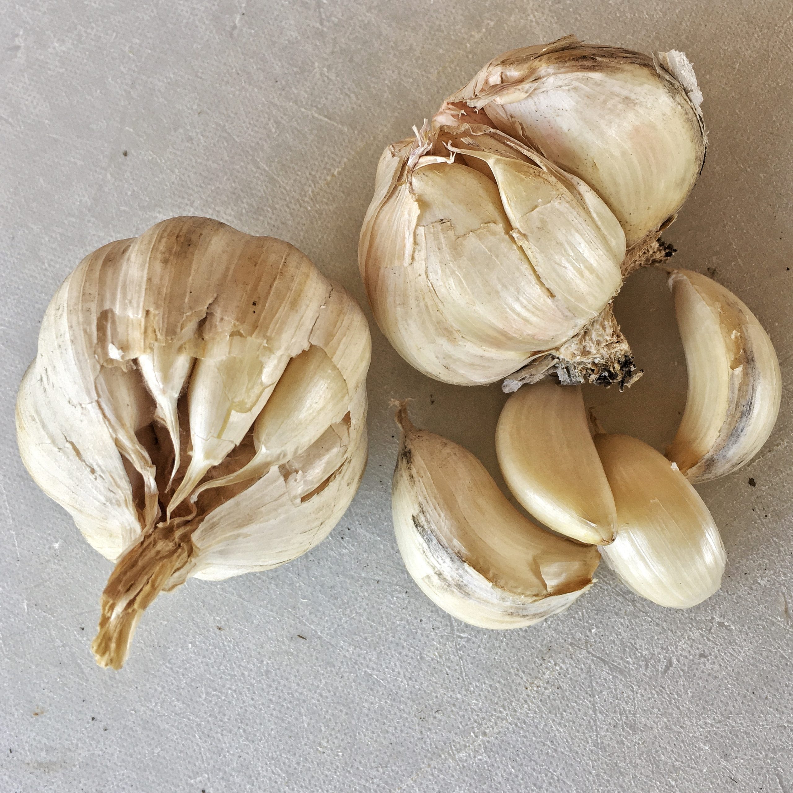 Garlic Seed - Eastern Porcelain Garlic