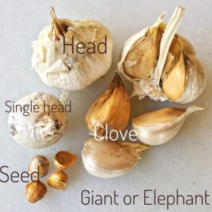Garlic Seed - Giant or Elephant Garlic