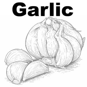 Garlic